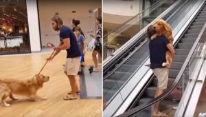 Denne skønne hund er meget bange for rulletrapper, men så finder dens menneske p